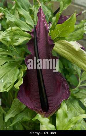 Dracunculus vulgaris in flower Stock Photo