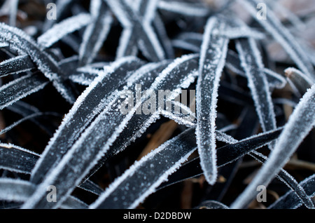 Frost on Ophiopogon planiscapus 'Nigrescens' black ornamental grass Stock Photo