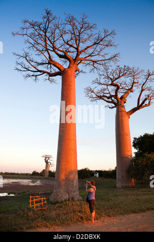 Madagascar, Morondava, Avenue of baobabs, Allee des Baobabs, tourist photographing trees at sunset Stock Photo
