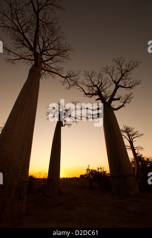 Madagascar, Morondava, Avenue of baobabs, Allee des Baobabs, silhouetted trees at sunset Stock Photo