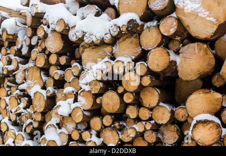 A large pile of freshly cut logs covered in snow Stock Photo