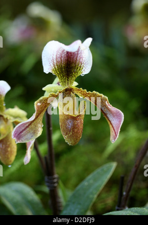 Ladys Slipper Orchid, Paphiopedilum sp. Orchidaceae. Stock Photo
