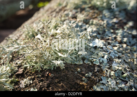 Reindeer Ramalina farinacea fruticose lichens and moss growing amongst foliose lichens on living oak bark tree trunk Stock Photo