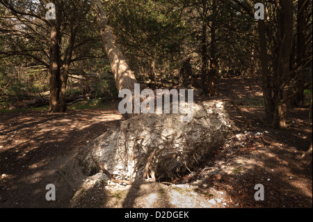 Upturned and toppled pine tree remains from great storm of 1987 in shallow chalk soil amongst yew trees Stock Photo