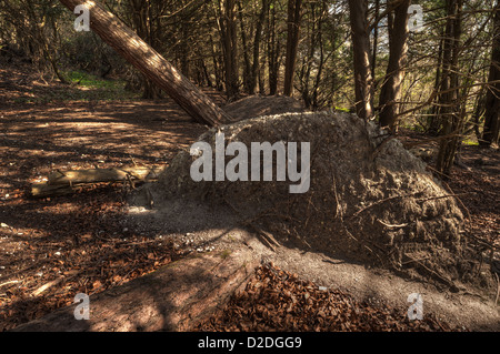 Upturned and toppled pine tree remains from great storm of 1987 in shallow chalk soil amongst yew trees Stock Photo