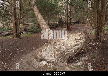 Upturned and toppled pine tree remains from great storm of 1987 in shallow chalk soil amongst yew trees Stock Photo