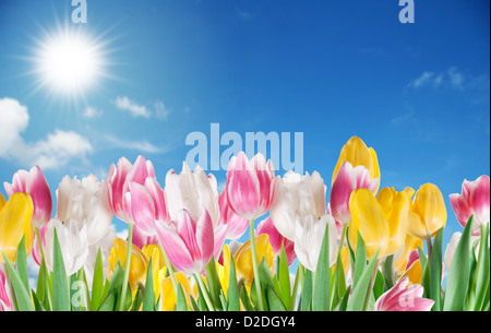 Tulips on a sky background. Stock Photo