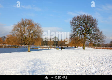 Bushy Park, London, England, UK. 21st Jan, 2013. The Heron Pond has frozen in Royal Bushy Park near Teddington, after snowfall and sub zero temperatures over the last week. Stock Photo