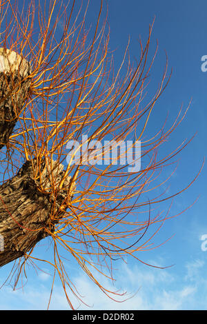 Bushy Park, London, England, UK. 21st Jan, 2013. The colourful new growth of a weeping willow tree in Royal Bushy Park near Teddington. Stock Photo