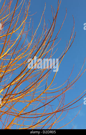 Bushy Park, London, England, UK. 21st Jan, 2013. The colourful new growth of a weeping willow tree in Royal Bushy Park near Teddington. Stock Photo