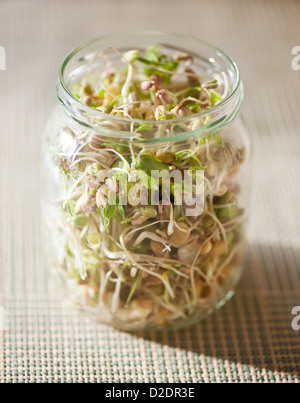 Many cereal sprouts growing in glass jar Stock Photo