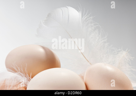 raw eggs in shells and white fluffy feather Stock Photo