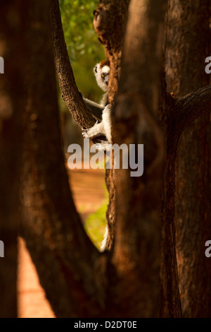 Verreaux's Sifaka, (Propithecus verreauxi) peeking round a tree Stock Photo