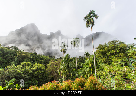 Elephant Hills, Khao Sok National Park, rainforest camp, Thailand - clouds rise in the early morning against forested mountains Stock Photo