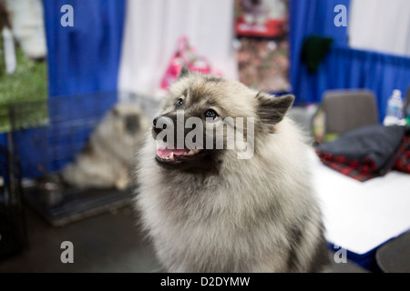 Keeshond Stock Photo