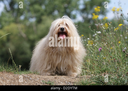 Dog Havanese / Bichon Havanais / Havaneser adult (cream) standing on the ground Stock Photo