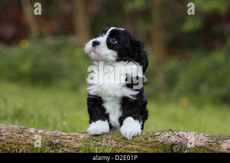 Dog Havanese / Bichon Havanais / Havaneser puppy (black and white) standing on a wood Stock Photo