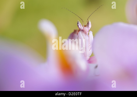 Malaysian Orchid Mantis {Hymenopus coronatus} showing pink colouration camouflaged on an orchid. Originating from Malaysia. Stock Photo