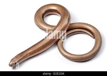 Slow Worm {Anguis fragilis}, photographed on a white background. Midi-Pyrenees,  Pyrenees, France. August. Stock Photo