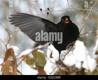 Detailed close-up of a male Eurasian Blackbird (Turdus merula) posing on a branch and flapping a wing Stock Photo