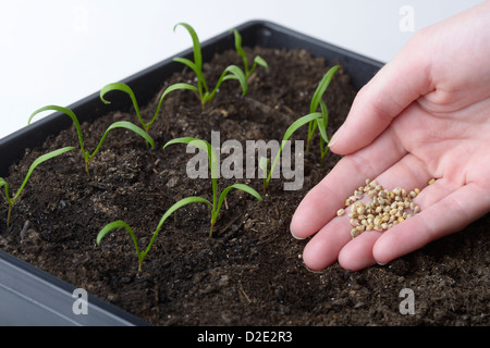 Spinach, Spinacia oleracea, seedlings and person showing spinach seeds Stock Photo