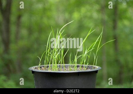 Rice seedlings.  Japanese Koshihkan variety, Oryza sativa Stock Photo