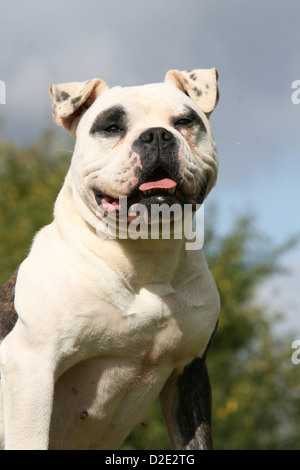 Dog American Bulldog / Bully adult portrait Stock Photo