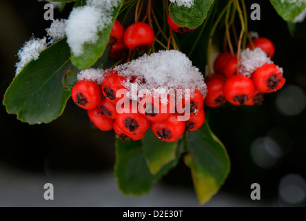 Red Cotoneaster berries covered in snow Stock Photo