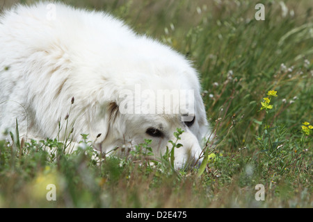 Dog Polish Tatra Sheepdog / Tatra Mountain Sheepdog / Podhale adult lying on a meadow Stock Photo