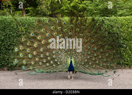 Northern Peacock displaying plumage Stock Photo