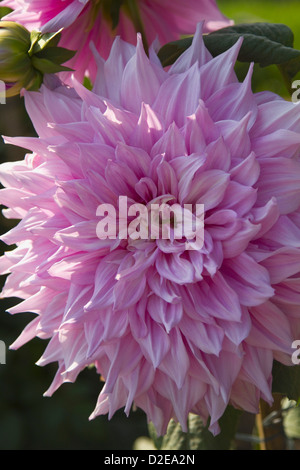 Dahlia flower, india, asia Stock Photo - Alamy