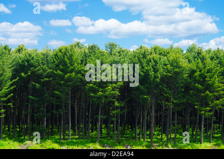 Korean pine forest in the natural landscape Stock Photo