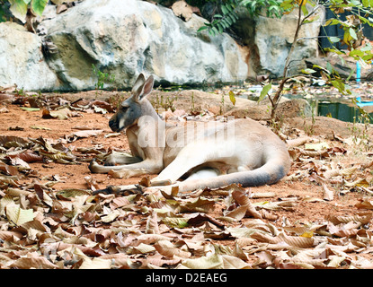 kangaroo resting on the Ground Stock Photo
