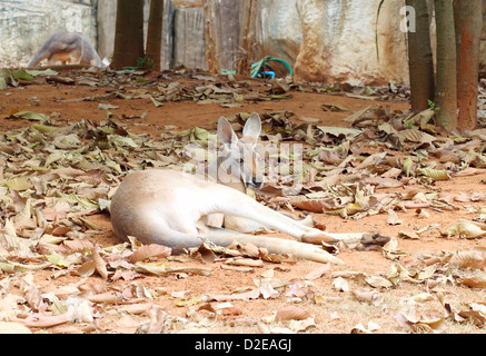 kangaroo resting on the Ground Stock Photo