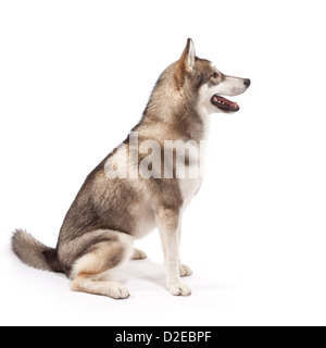 Siberian Husky Dog aged 9 months Stock Photo - Alamy