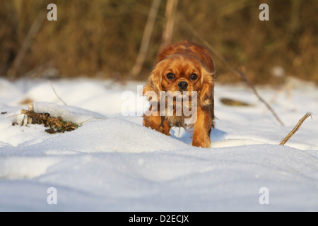 Dog Cavalier King Charles Spaniel adult (ruby) running in snow Stock Photo