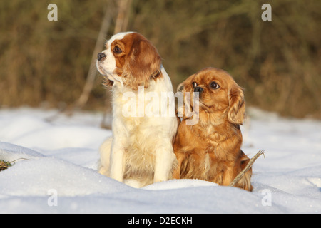 Dog Cavalier King Charles Spaniel adult different colors (Blenheim and ruby) sitting in snow Stock Photo