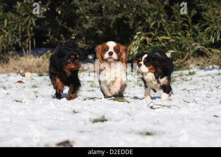 Dog Cavalier King Charles Spaniel adult different colors (black and tan, Blenheim and tricolor) running in snow