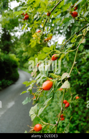 Rosa canina, Dog Rose fruits or Rosehips in a roadside hedgerow, Wales, UK. Stock Photo