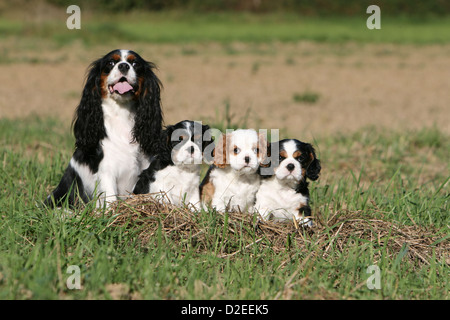Dog Cavalier King Charles Spaniel adult and three puppies different colors (tricolor and Blenheim) sitting in a meadow