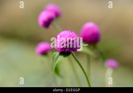 beautiful Globe amaranth flower (Gomphrena globosa Linn.) at Thai flower garden Stock Photo