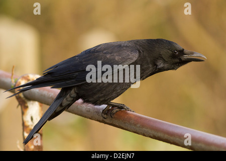 Carrion Crow (Corvus corone); St Ives; Cornwall Stock Photo