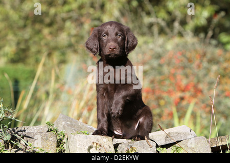 Dog Flat Coated Retriever (brown) puppy sitting paw raised Stock Photo