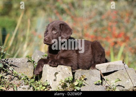 Dog Flat Coated Retriever (brown) puppy lying on the rocks Stock Photo