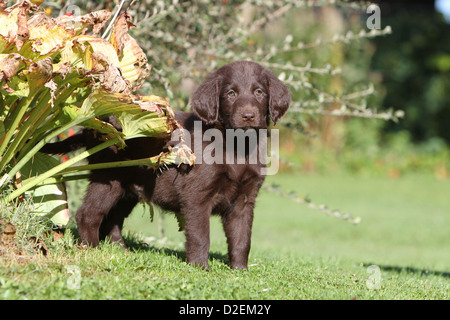 Dog Flat Coated Retriever (brown) puppy standing Stock Photo
