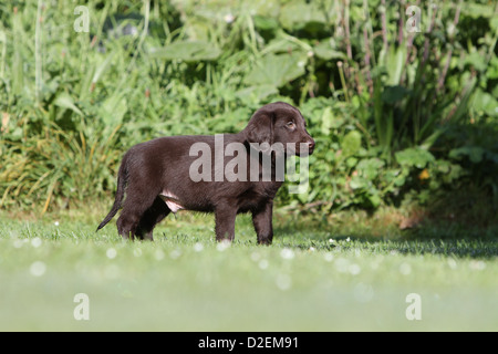 Dog Flat Coated Retriever (brown) puppy standing on the grass Stock Photo