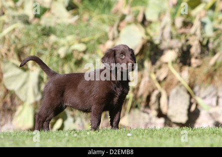 Dog Flat Coated Retriever (brown) puppy standing in a garden Stock Photo