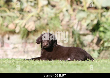 Dog Flat Coated Retriever (brown) puppy lying on the grass Stock Photo