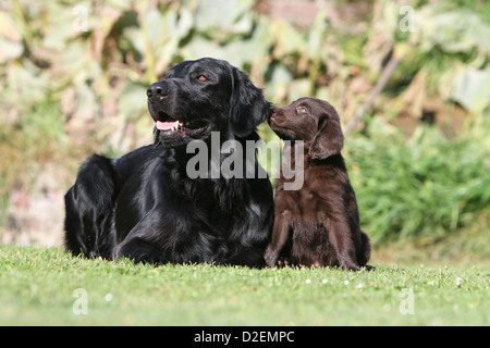 Dog Flat Coated Retriever adult and puppy (black and brown) in a garden Stock Photo
