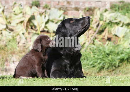 Dog Flat Coated Retriever adult and puppy (black and brown) in a garden Stock Photo